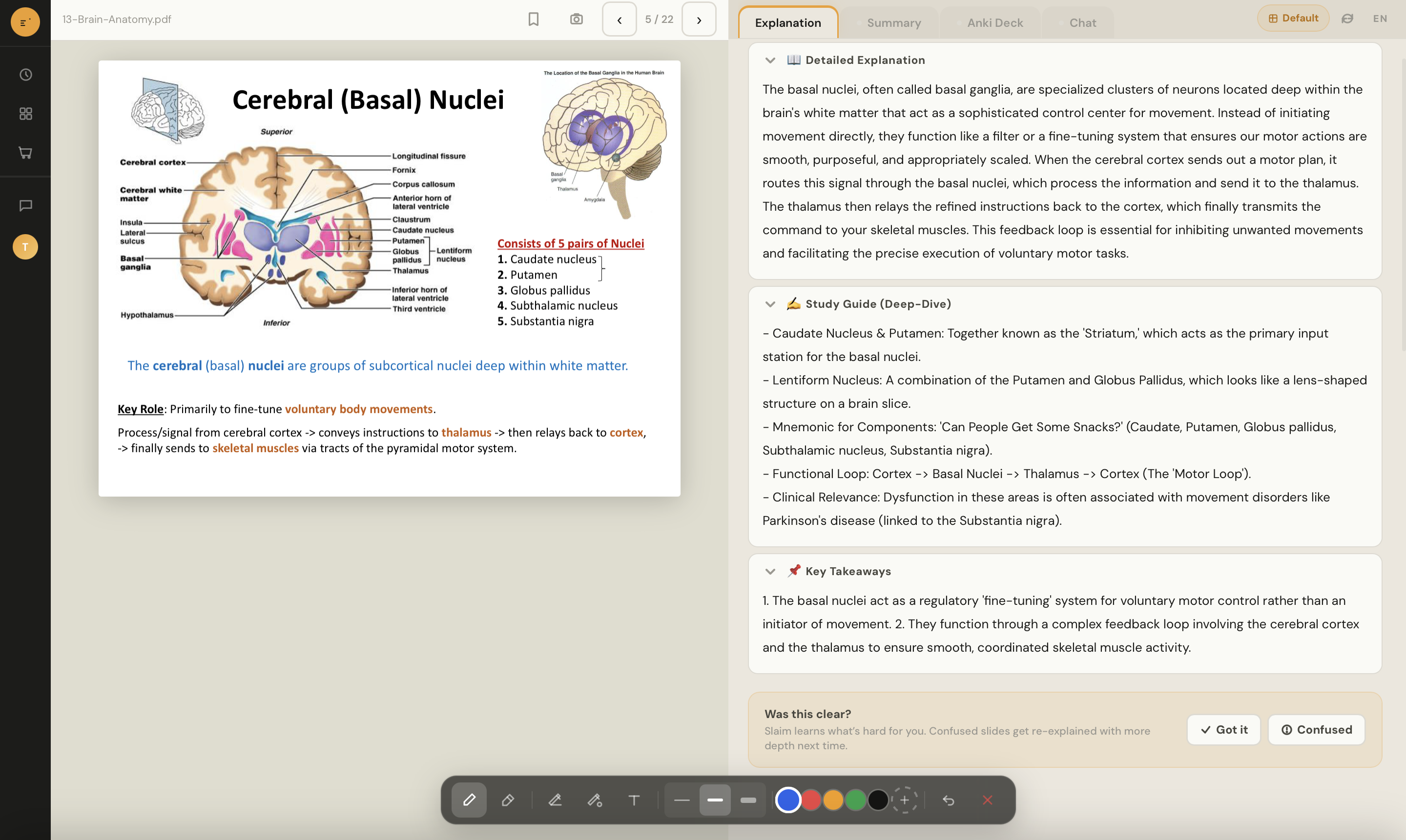 Slaim explaining a brain anatomy slide page-by-page
